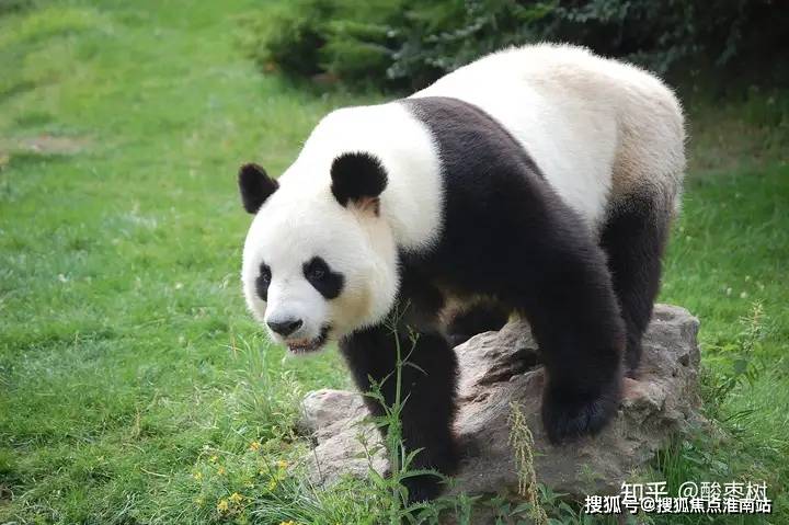 -中国上海古北99-2024年最新户型配套房价K8凯发天生赢家古北99（2024）首页网站(图1)